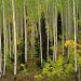 Colorado - Aspen Grove, Uncompahgre National Forest