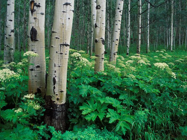 Colorado - Aspens and Cow Parsnip, White River National Forest