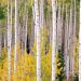 Colorado - Autumn Aspens
