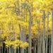 Colorado - Autumn Aspens, Kenosha Pass, Pike National Forest
