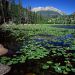 Colorado - Cub Lake, Stones Mountain, Rocky Mountain National Park