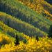 Colorado - Splash of Gold, Maroon Creek Valley, White River National Forest