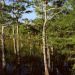 Florida - Dwarf Cypress Forest, Everglades National Park