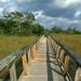 Florida - Mahogany Hammock Trail Boardwalk, Everglades National Park
