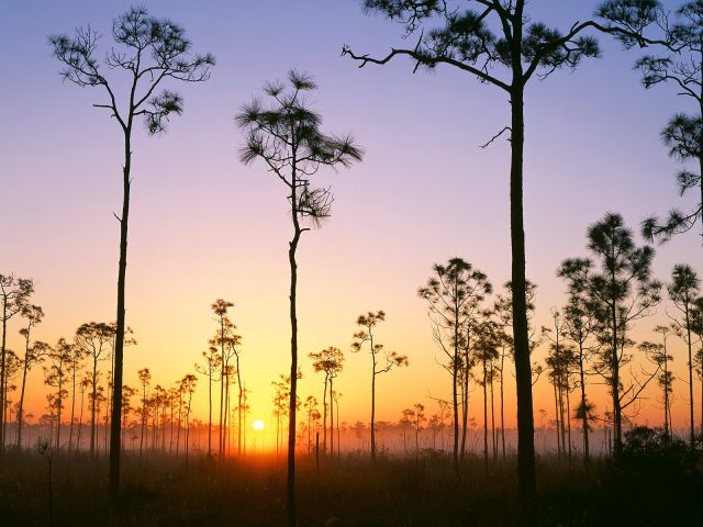 Florida - Silhouetted Pines at Sunrise, Everglades National Park