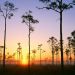 Florida - Silhouetted Pines at Sunrise, Everglades National Park
