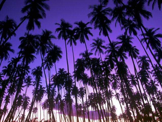 Hawaii - Hawaiian Palm Grove