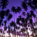 Hawaii - Hawaiian Palm Grove