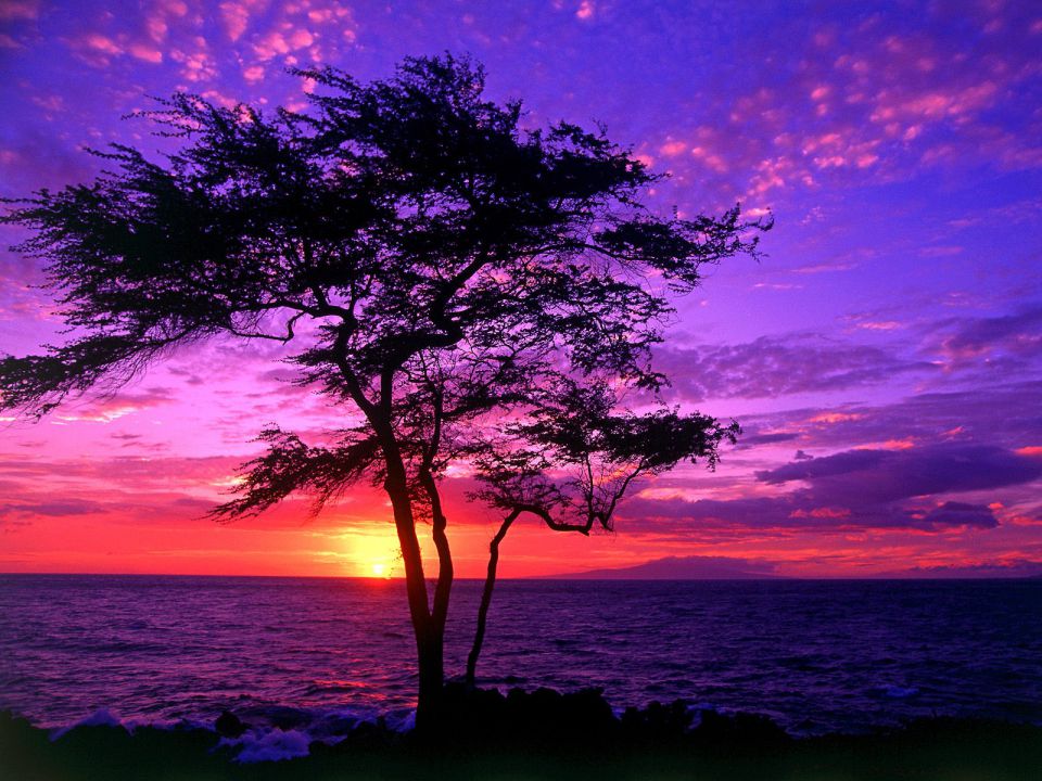 Hawaii - Kiawe Tree, Wailea, Maui