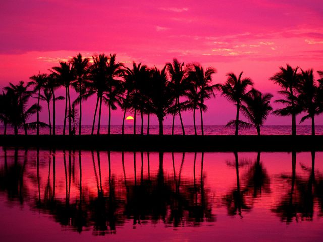 Hawaii - Lined Palms of Anaehoomalu Bay, Waikoloa