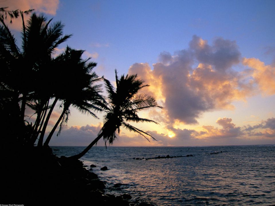 Hawaii - Palm Trees over the Pacific