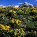 Idaho - Arrowleaf Balsamroot, Boulder Mountain