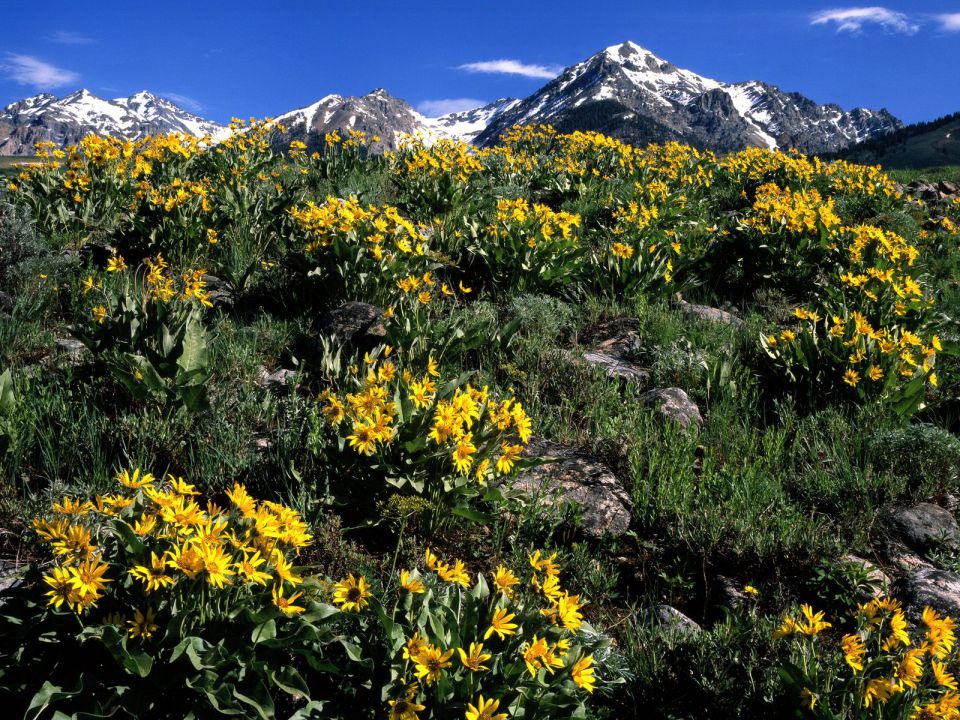 Idaho - Arrowleaf Balsamroot, Boulder Mountain