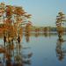 Illinois - Cypress Trees Bathed in Morning Light, Horseshoe Lake