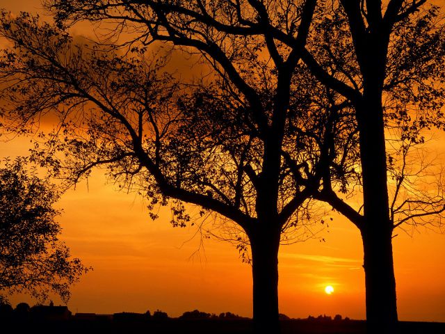 Illinois - Elm Trees at Sunset