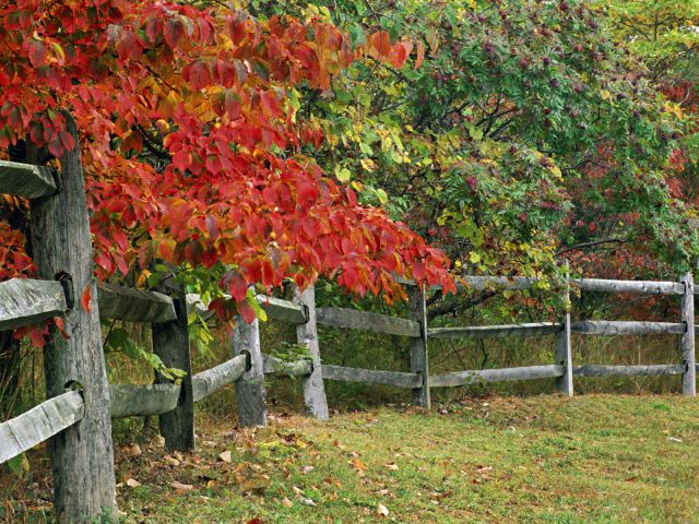 Indiana - Autumn Fence,  Brown County State Park