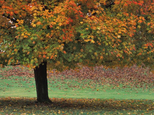 Indiana - Single Maple Tree in Autumn, Brown County State Park