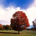 Kentucky - Red Maple Tree, Bernheim Forest Arboretum, Clermont