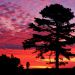 Kentucky - Silhouetted Pine at Sunset