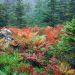 Maine - Colorful Ferns in Autumn, Acadia National Park