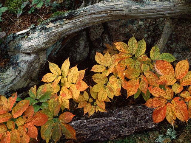 Maine - Wild Sarsaparilla in Fall Color