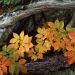 Maine - Wild Sarsaparilla in Fall Color