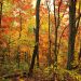 North Carolina - Crimson Forest, Appalachian Mountains