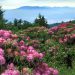 North Carolina - Rhododendrons, Roan Mountain