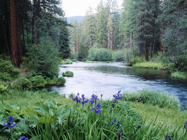 Oregon - Blooming Irises, Metolius River, Deschutes National Forest