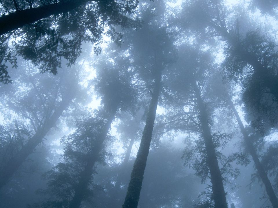 Oregon - Cape Lookout, Tillamook County