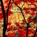 Oregon - Japanese Maple and Autumn Foliage, Portland