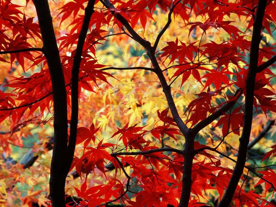 Oregon - Japanese Maple and Autumn Foliage, Portland