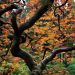 Oregon - Maple Tree, Japanese Garden, Portland