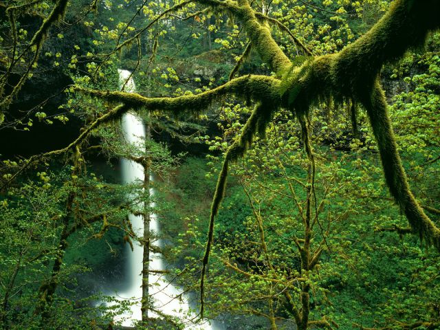 Oregon - Moss-Covered Trees Near North Falls, Silver Falls State Park