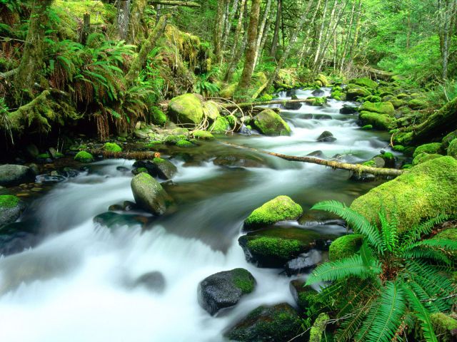 Oregon - Running Waters, Mount Hood National Forest