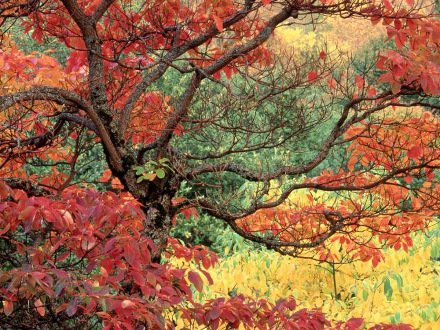 Oregon - Sassafras in Autumn, Hoyt Arboretum, Portland