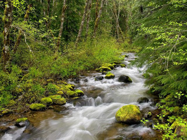 Oregon - Still Creek, Mount Hood National Forest
