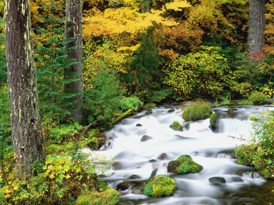 Oregon - Willamette National Forest in Autumn