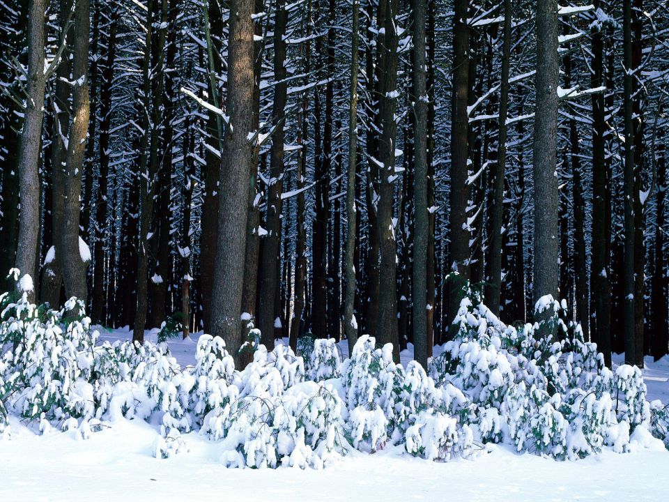 Pennsylvania - Eastern White Pine Trees, Pocono Mountains