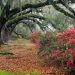 South Carolina - Azaleas and Live Oaks, Magnolia Plantation, Charleston
