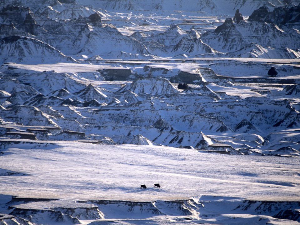 South Dakota - Distant Bison, Badlands