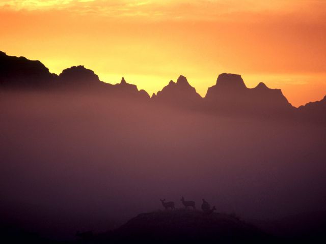 South Dakota - Mule Deer at Sunrise, Badlands