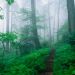 Tennessee - Appalachian Trail Along Foggy Ridge, Smoky Mountains