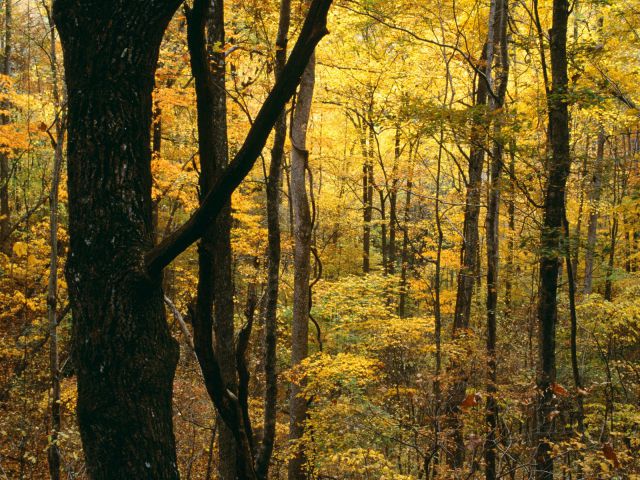 Tennessee - Autumn Forest, Great Smoky Mountains National Park