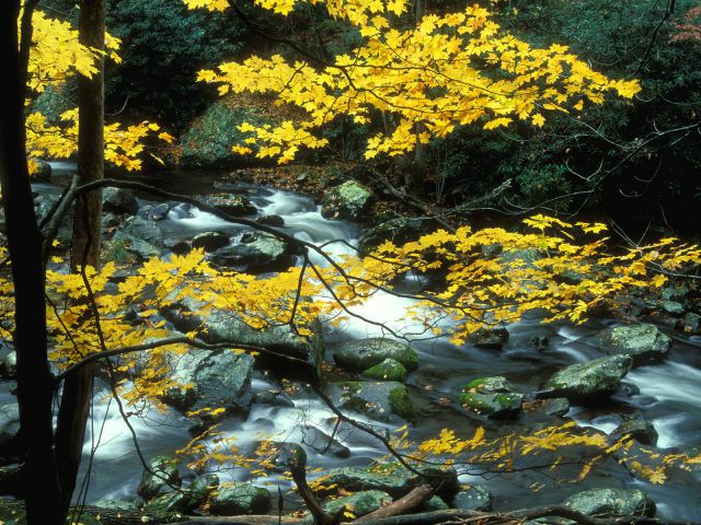 Tennessee - Autumn Maple, Great Smoky Mountains National Park