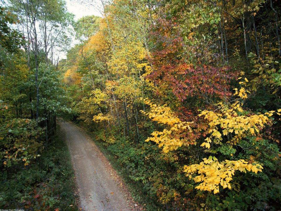 Tennessee - Autumn Roadway, Smoky Mountains National Park