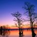 Tennessee - Bald Cypress Trees at Sunrise, Reelfoot National Wildlife Refuge,  Tennessee