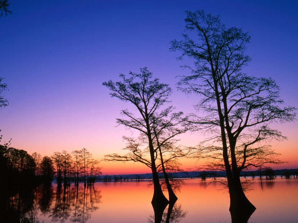 Tennessee - Bald Cypress Trees at Sunrise, Reelfoot National Wildlife Refuge,  Tennessee