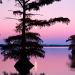 Tennessee - Bald Cyprus Trees, Reelfoot Lake