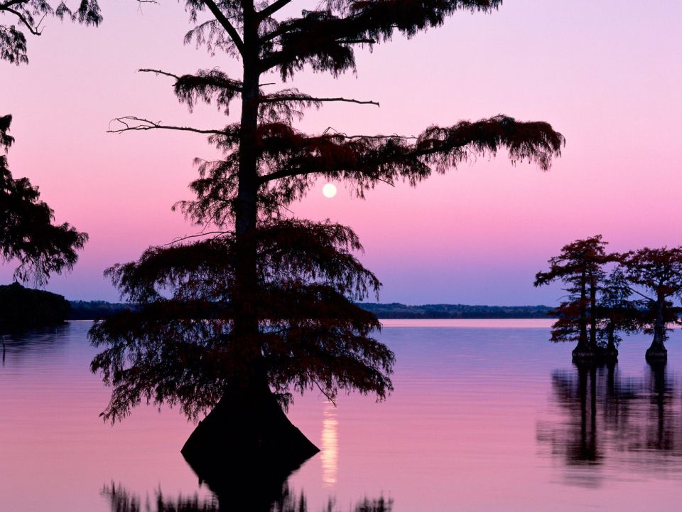 Tennessee - Bald Cyprus Trees, Reelfoot Lake